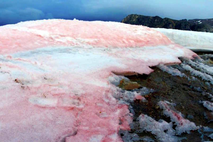 Ghiaccio rosa nei pressi del Passo Gavia