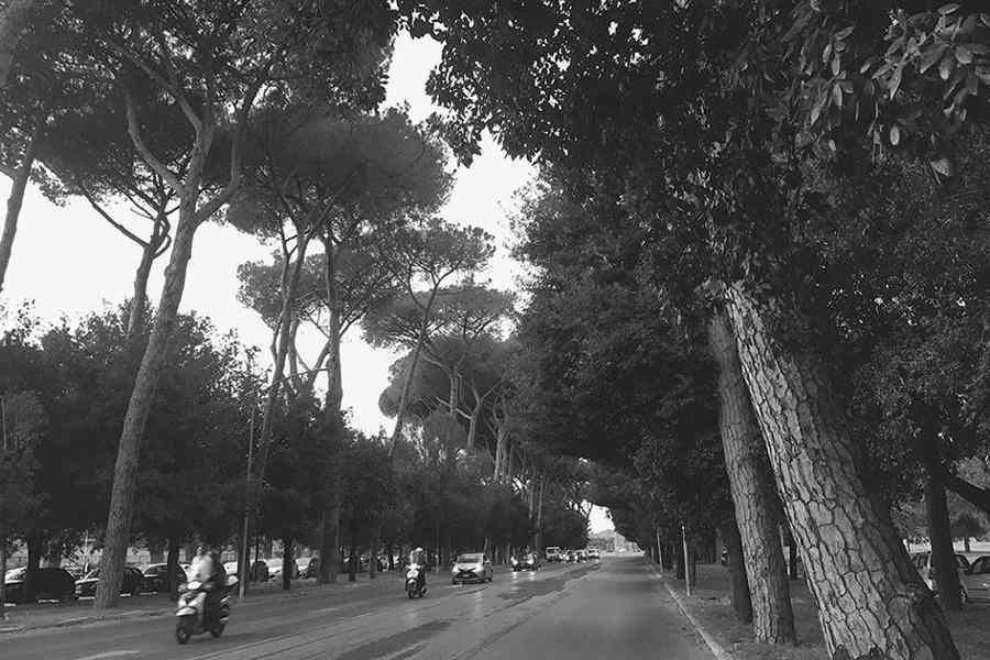 Pini e querce sempreverdi lungo una strada di Roma (Italia). Foto di Giulia Caneva