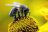 Olanda: le città ripopolano le api